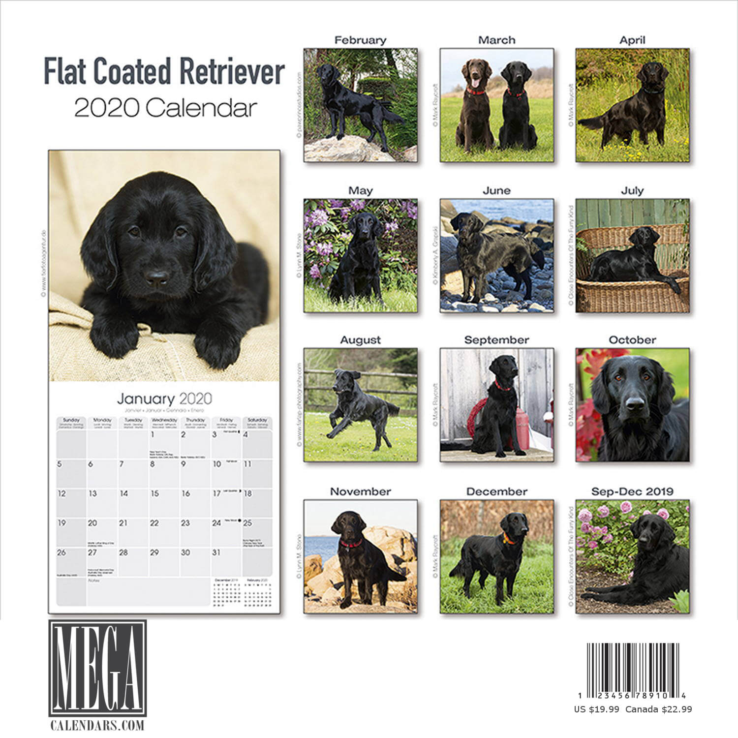 Flat Coated Retriever Calendar 2020 Premium Dog Breed Calendars eBay