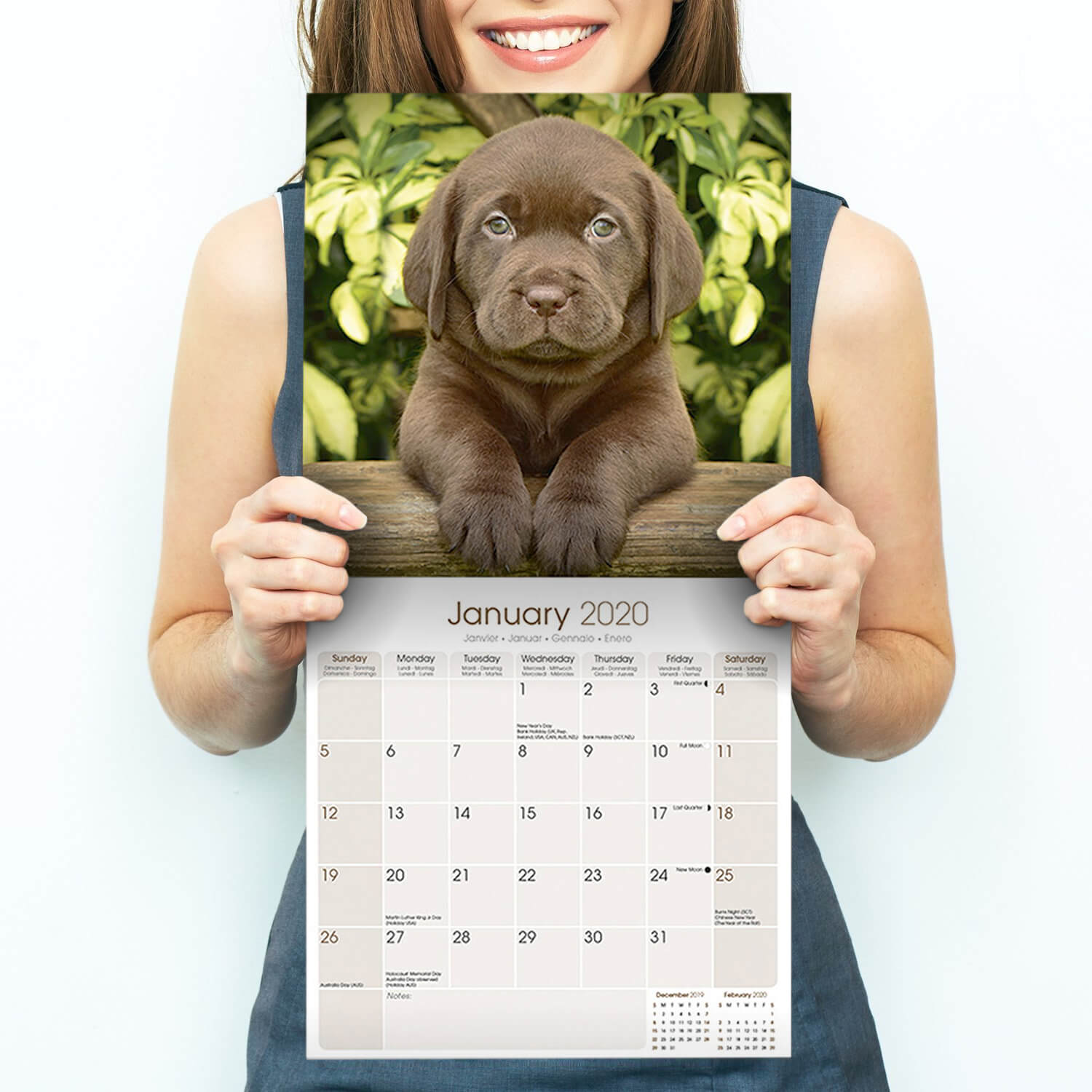 Chocolate Lab Calendar 2020 Premium Dog Breed Calendars eBay