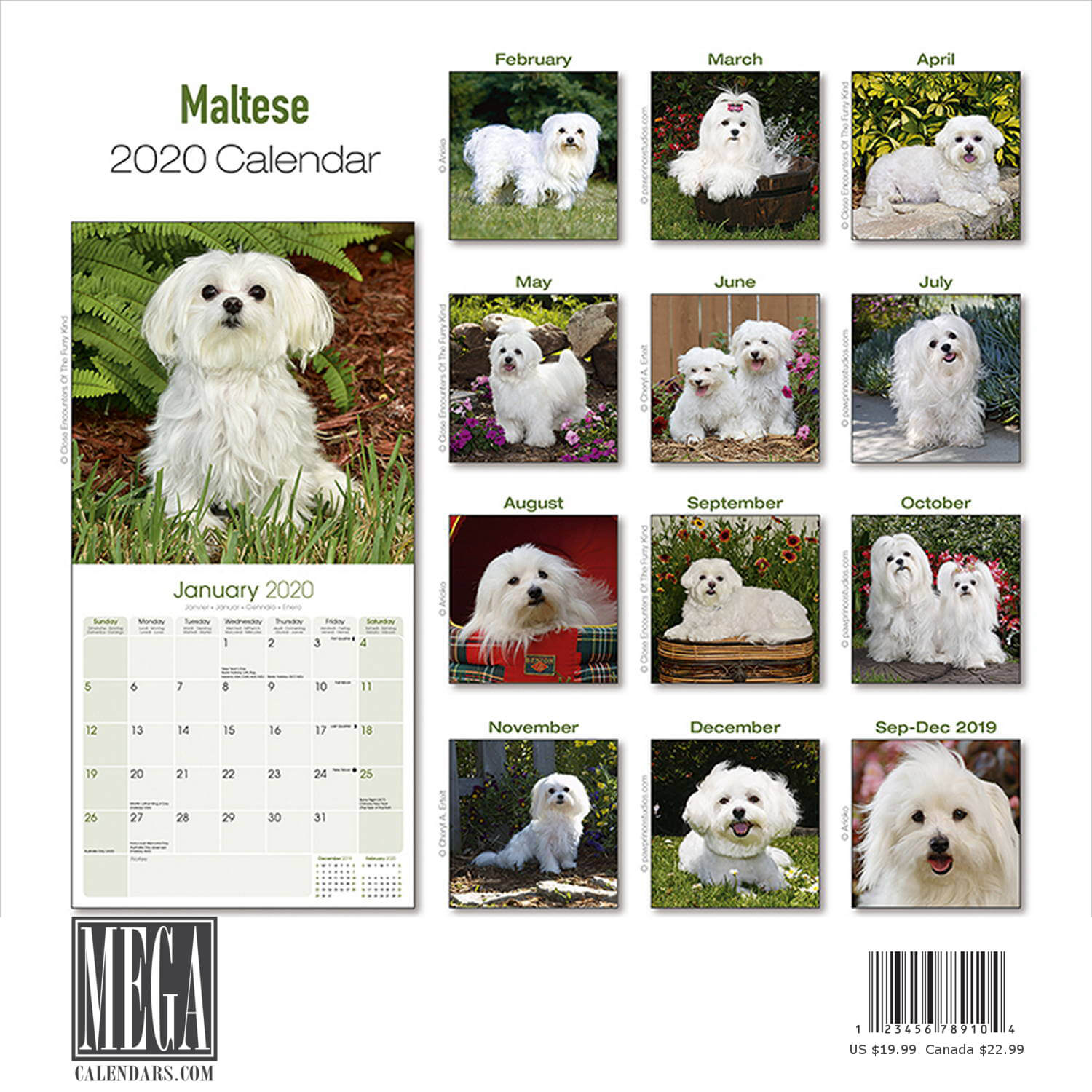 Maltese Calendar 2020 Premium Dog Breed Calendars eBay