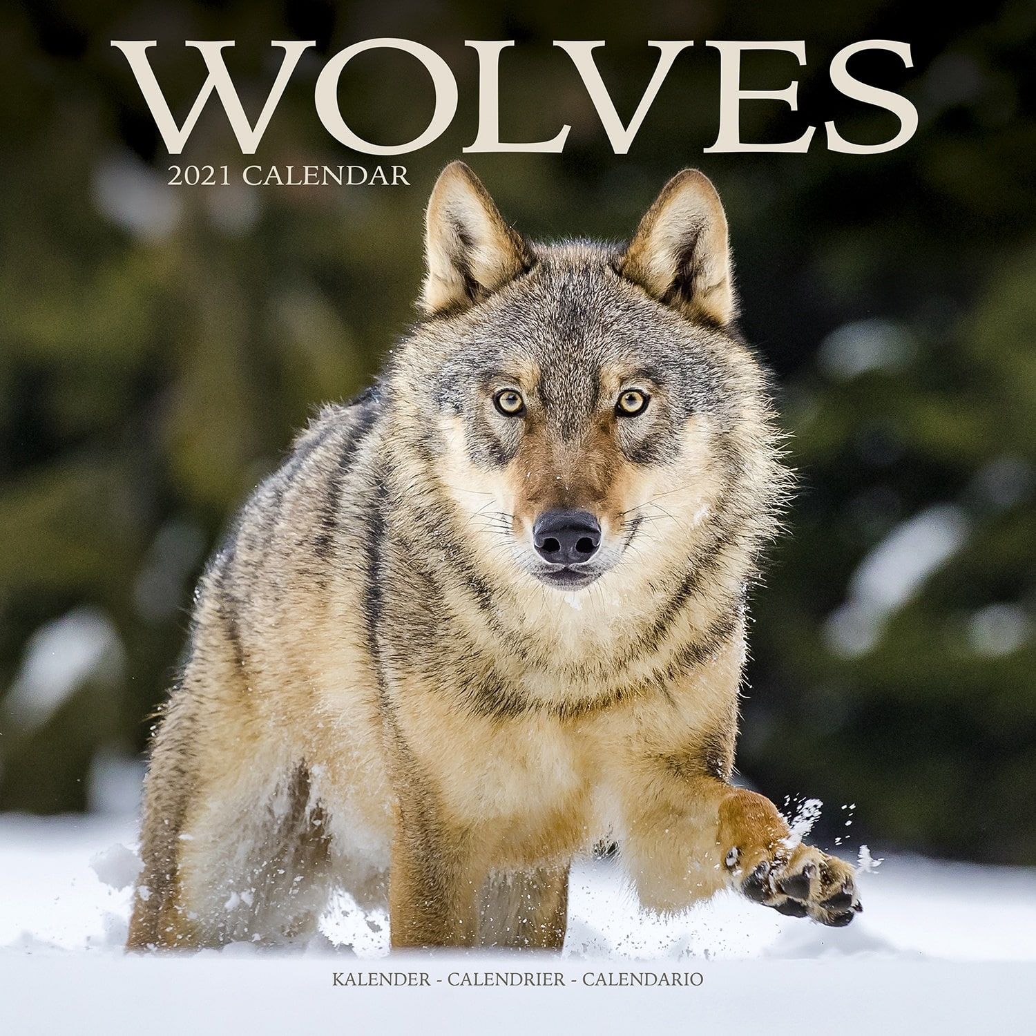 Wolves Wall Calendar 2021 by Avonside eBay