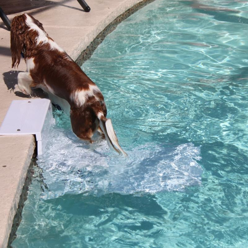 Paws Aboard Pool Pup Dog Ladder Steps New Model 5300 Water Safety